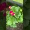 #garden #mybackyardgarden #beginnergardener #strawberryplant