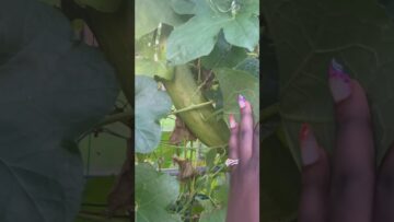 [ID: tJorAdQ_QV0] Youtube Automatic