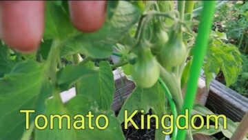 [ID: TkFdwGPizuk] Youtube Automatic