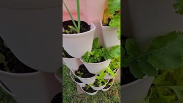 [ID: _TkO452fMwA] Youtube Automatic