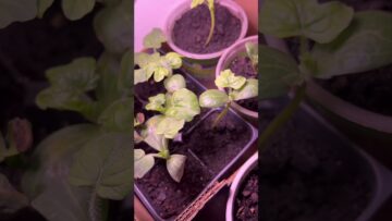 [ID: tl1ZHlSd_HE] Youtube Automatic