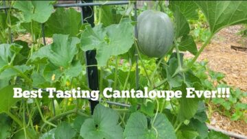 [ID: Tmw9mngwHqY] Youtube Automatic