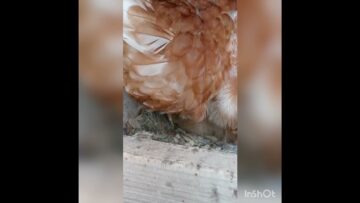 [ID: tnuxZygNOv4] Youtube Automatic