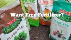 [ID: toeEDsrcQw4] Youtube Automatic