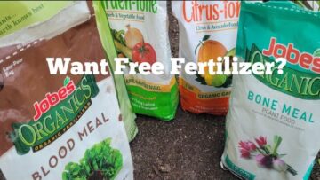 [ID: toeEDsrcQw4] Youtube Automatic