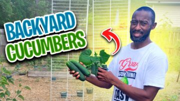 [ID: TPlFaLfdYbc] Youtube Automatic