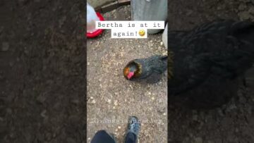 [ID: TPz13ECi1w8] Youtube Automatic