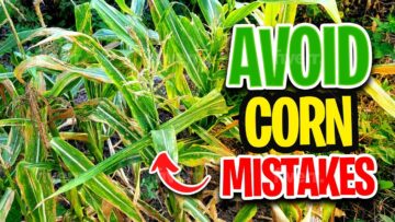 [ID: tqcjIYIhQus] Youtube Automatic