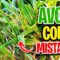 What are some Corn Growing Mistakes?