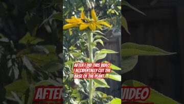 [ID: tS3UkqfY65U] Youtube Automatic