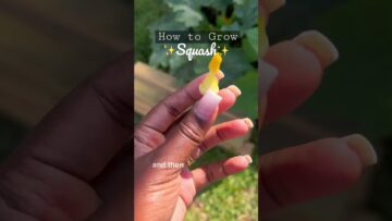 [ID: TsOB5lhCbUk] Youtube Automatic