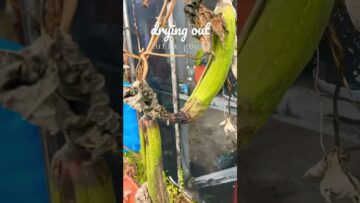 [ID: TSoNitw4Cyo] Youtube Automatic