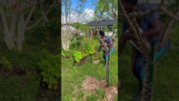 [ID: TuhQqSU9gMU] Youtube Automatic