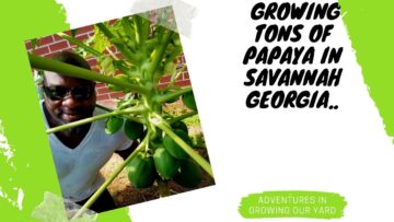 [ID: TUHRVLHbrjA] Youtube Automatic