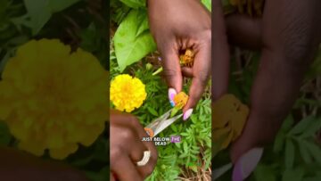 [ID: tuWetJTXQUg] Youtube Automatic