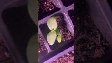 [ID: tvXHmMecMv8] Youtube Automatic