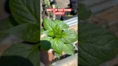 [ID: twao107ibw0] Youtube Automatic