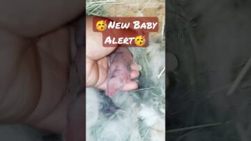 [ID: U5v5XFndBnw] Youtube Automatic