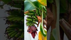 [ID: U5yRRN6-Eco] Youtube Automatic