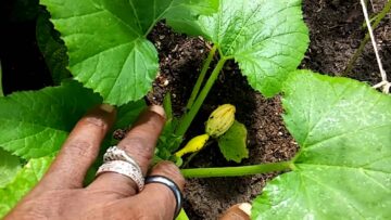 [ID: u8pR0J6QQYM] Youtube Automatic