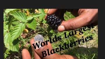 [ID: UAxZt7cJ5EQ] Youtube Automatic