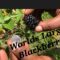 Growing blackberries/worlds largest  blackberries/ miraclegro performance organics