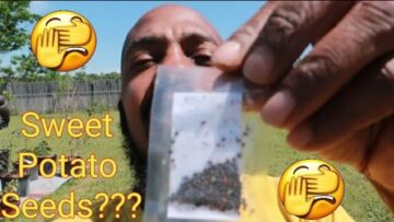 [ID: uB8VWJZFji0] Youtube Automatic