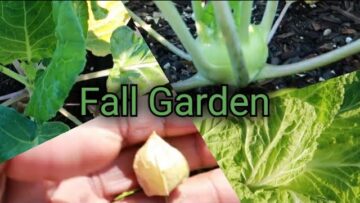 [ID: uDHFykNdgzQ] Youtube Automatic