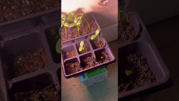 [ID: UfZFr-Df_1k] Youtube Automatic