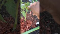 [ID: uID_Du8HlK0] Youtube Automatic