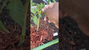 [ID: uID_Du8HlK0] Youtube Automatic