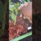 #gardentips #backyardgardening #beginnergardener #blackgardener