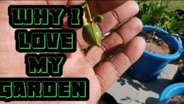 [ID: UIVFed2UTJU] Youtube Automatic