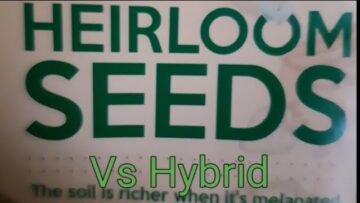 [ID: UJ9GlCKxric] Youtube Automatic