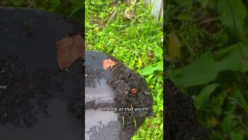 [ID: UPWgHhCdvIE] Youtube Automatic