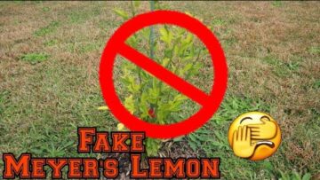 [ID: Ur_1xjx-k4c] Youtube Automatic