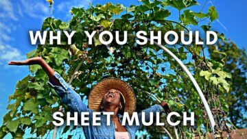 [ID: USHkoCulpaQ] Youtube Automatic