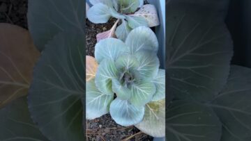 [ID: uskERTyCAqI] Youtube Automatic