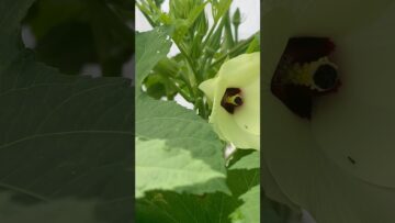 [ID: uvwDzbHDvLM] Youtube Automatic