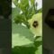 Okra beauty- 5 Tips ⬇️  #gardening #centralflorida