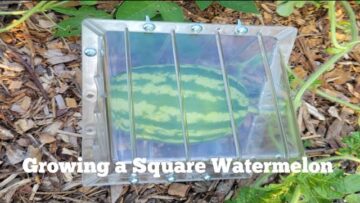 [ID: uXkwnrHJ3bM] Youtube Automatic