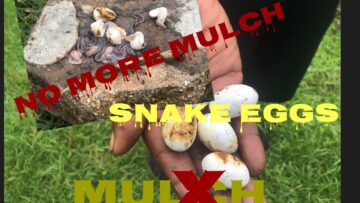 [ID: v1hFIN_RK_E] Youtube Automatic