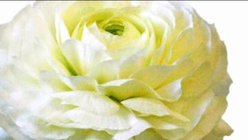 [ID: V1viigDOH3Y] Youtube Automatic