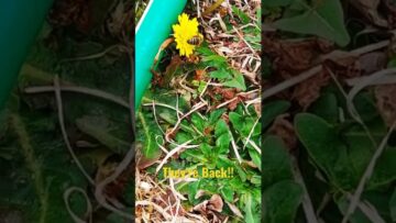 [ID: v2VJLyQCe0k] Youtube Automatic