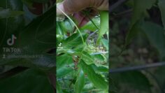 [ID: V3xzjc_N08c] Youtube Automatic