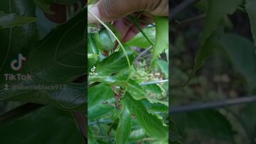 [ID: V3xzjc_N08c] Youtube Automatic