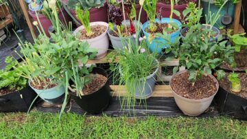 [ID: V4UTcVmRndw] Youtube Automatic