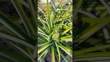 [ID: v5wOC6u7LGk] Youtube Automatic