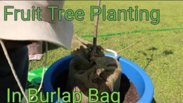 [ID: V9taWubm0ok] Youtube Automatic