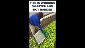 [ID: V9V1vaIm6M4] Youtube Automatic